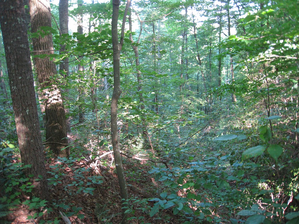 Helen to Unicoi 2010 0070.jpg - The trail from Helen Georgia to the lodge at Unicoi State Park makes a fun six mile run. July 2010 and 90 degrees makes it a little bit more of a workout.